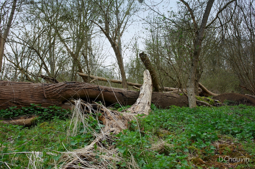 2010-03-conflans-OK (23).jpg